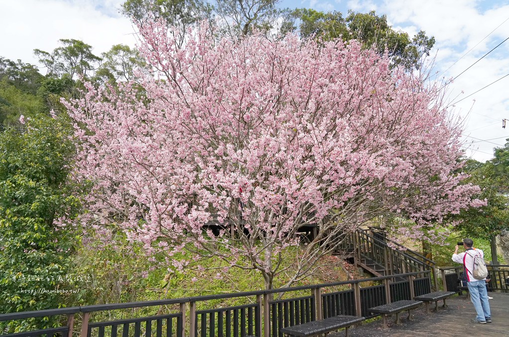 碧山幸福涼亭，內湖碧山巖櫻花盛開中，在地人都不知道的隱藏版賞櫻景點！ @海綿飽飽的鳳梨城堡