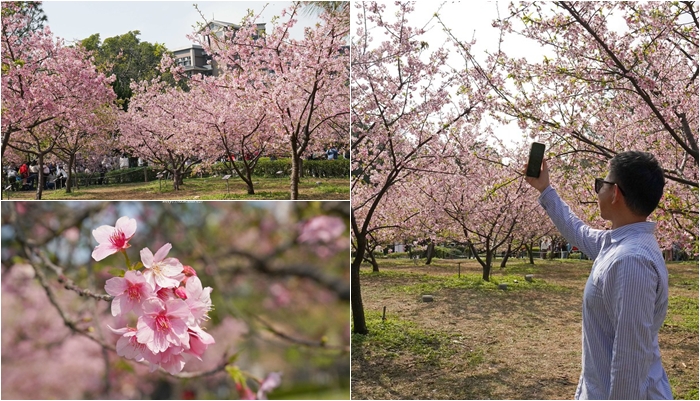 中央大學中大湖櫻花，2026中央大學松櫻祭，河津櫻、大漁櫻、吉野櫻、八重櫻任你拍！ @海綿飽飽的鳳梨城堡