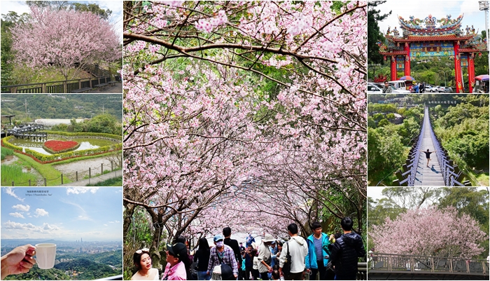 台北賞櫻一日遊，內湖碧山巖六選(櫻花隧道、紫色吊橋、喝咖啡、看飛機) @海綿飽飽的鳳梨城堡