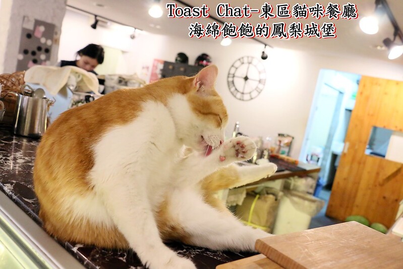【台北|大安】Toast Chat-台北東區超療癒貓咪餐廳-貓奴天堂-早午餐/下午茶/咖啡/菜單！(捷運國父紀念館站) @海綿飽飽的鳳梨城堡