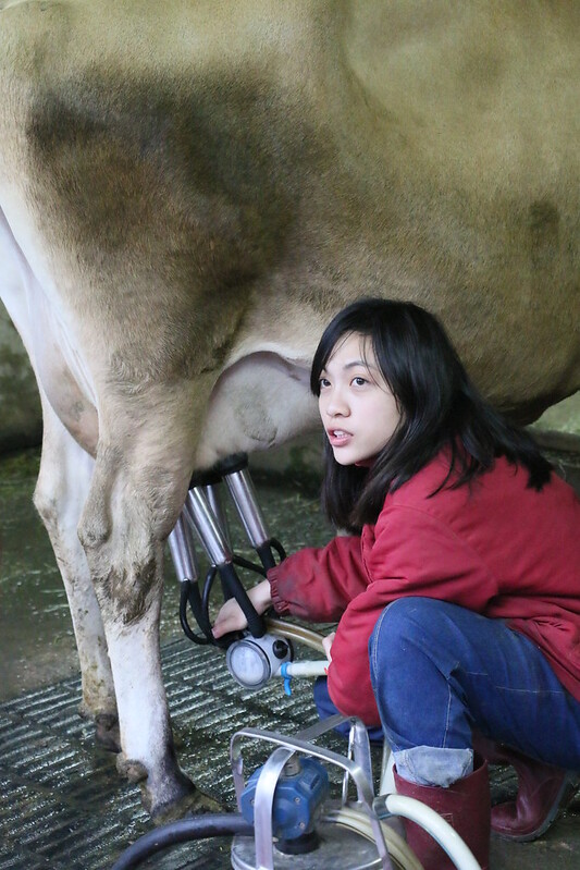 【苗栗|通霄|照片】飛牛牧場-可愛山羊餵食秀-乳牛擠奶趣-超美味牛奶布丁 @海綿飽飽的鳳梨城堡