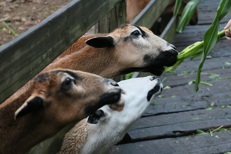 【苗栗|通霄|照片】飛牛牧場-可愛山羊餵食秀-乳牛擠奶趣-超美味牛奶布丁 @海綿飽飽的鳳梨城堡